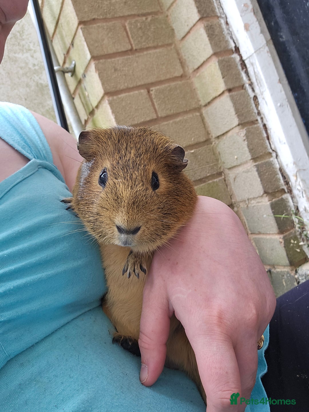 Guinea Pig rodents for sale: Male guinea pigs for sale  - Image 3