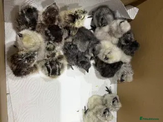 Chickens poultry Day old unsexed silkies for sale - Advert 1