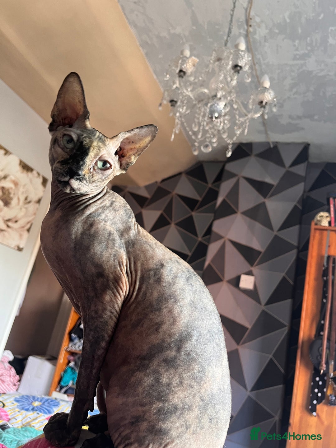 Sphynx cats for sale: tortoiseshell sphynx x Russian kittens - Advert 5