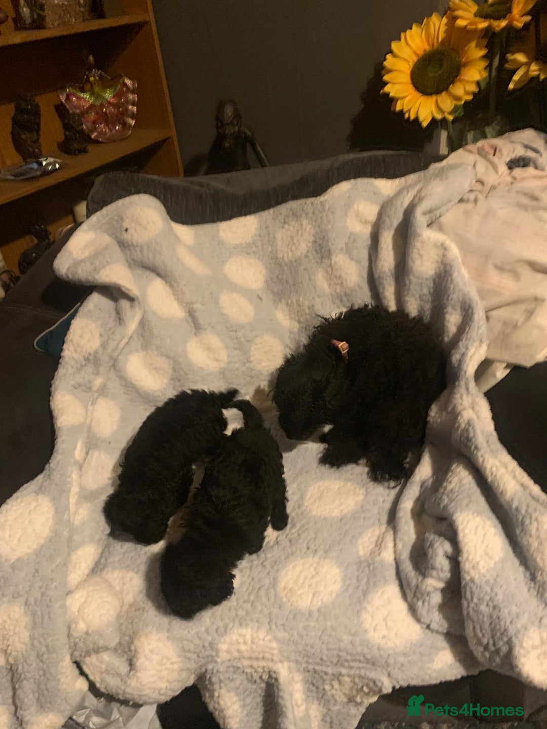 Miniature Poodle dogs for sale: Miniature poodles  - Advert 6