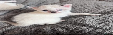Snowshoe Male 2