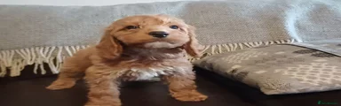 Cockapoo 3