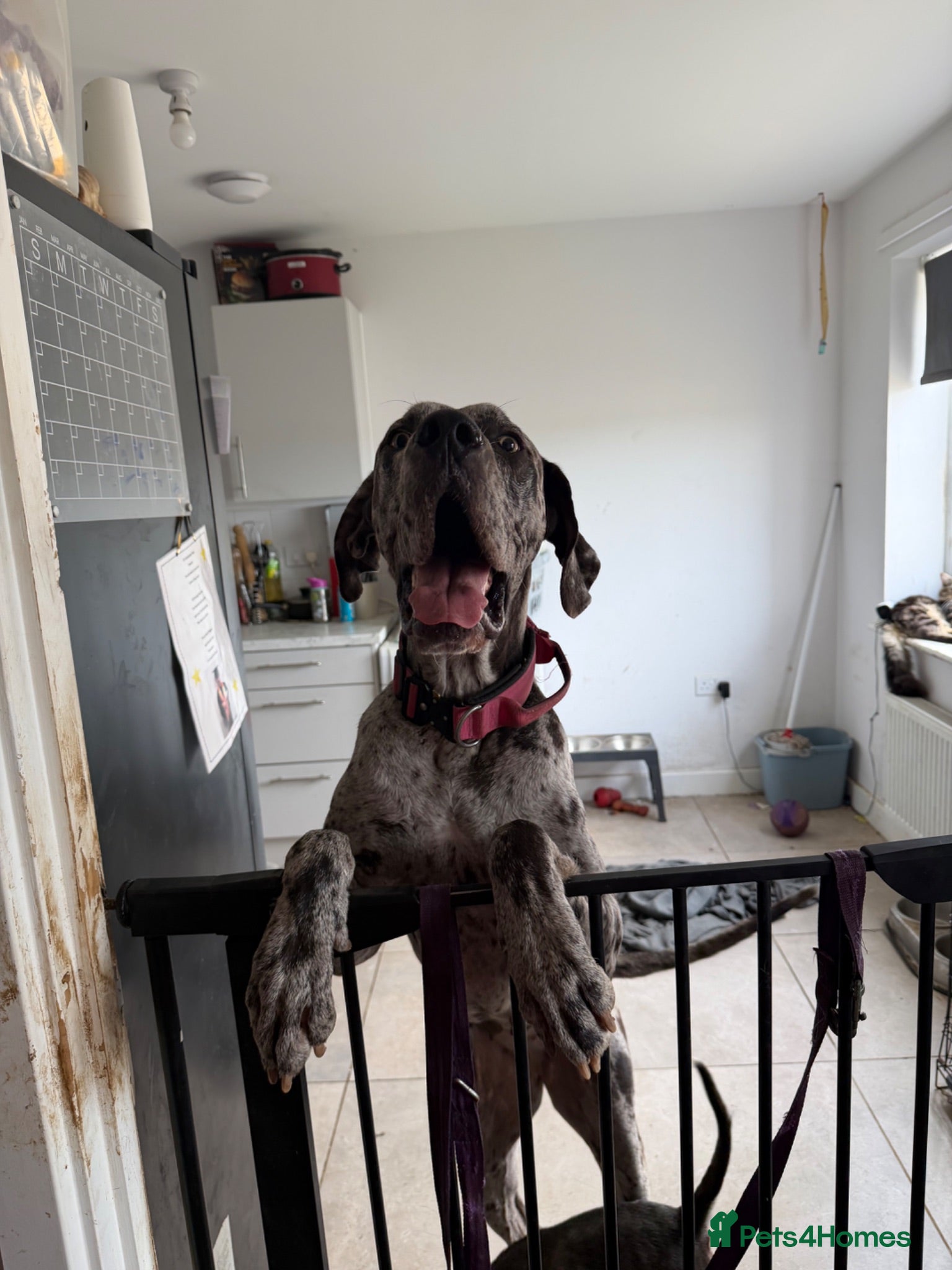 Great Dane dogs Luna  - Advert 11