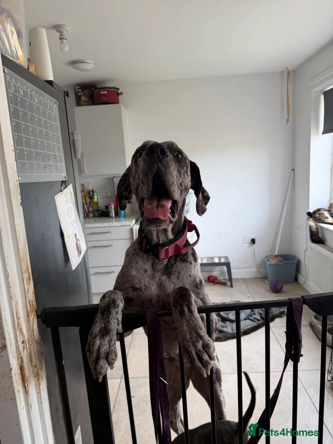 Great Dane dogs for sale: Luna  - Advert 1