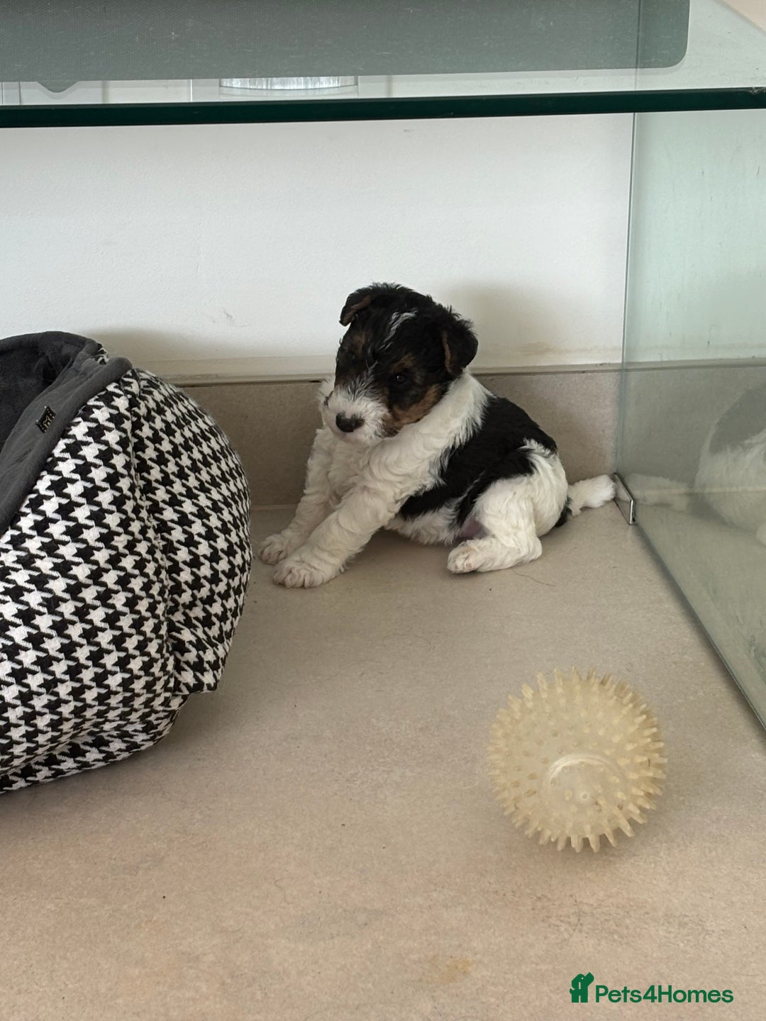 Fox Terrier dogs for sale: Stunning wire fox terrier puppies  - Image 15