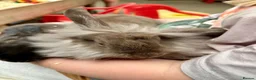 Mixed Breed rabbits for sale: Young rabbits, 9-11 weeks old - Advert 2