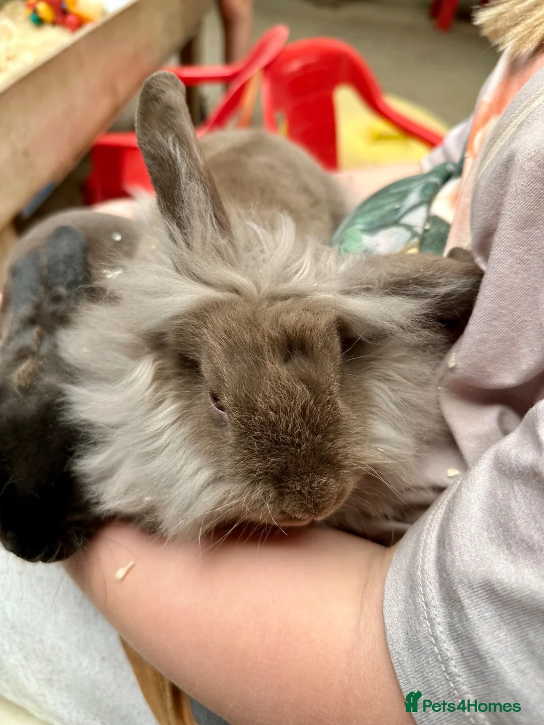 Mixed Breed rabbits for sale: Young rabbits, 9-11 weeks old - Advert 2