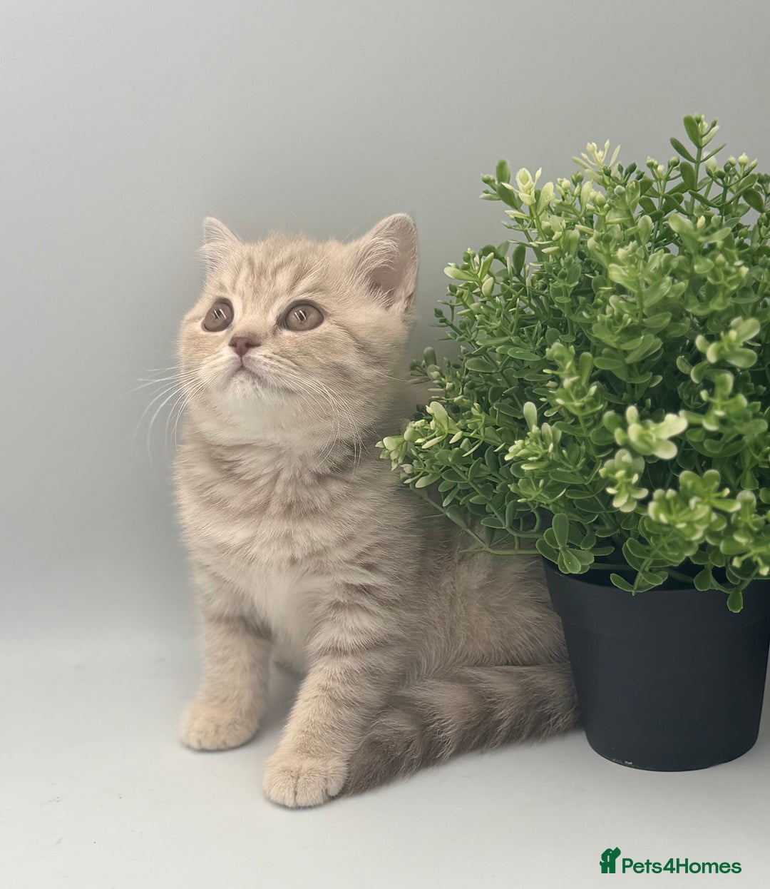 British Shorthair cats for sale: PEDIGREE REGISTERED CHUNKY BRITISH SHORTHAIRS  - Advert 20