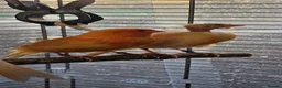 Lovebirds birds for sale: Breeding pair of canaries in Manchester - Advert 6