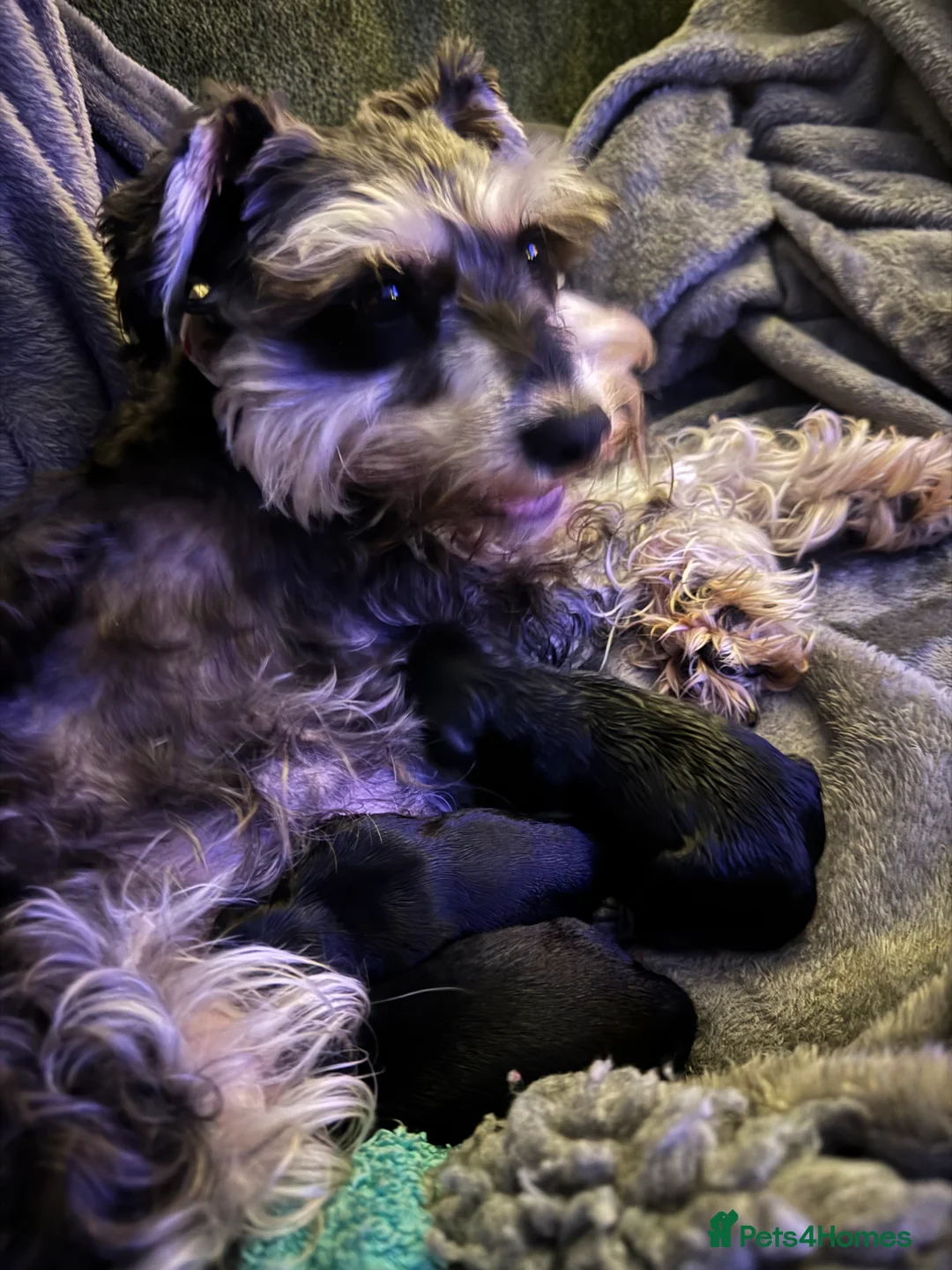 Schnoodle dogs for sale: Stunning miniature Schnoodle puppies - Advert 12