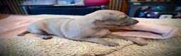 Italian Greyhound dogs for sale: KC Registered Italian Greyhound Girl Puppies - Advert 19