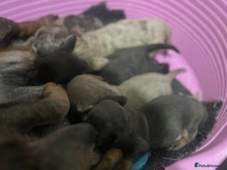 Dachshund dogs Dachshund puppies - Advert 1