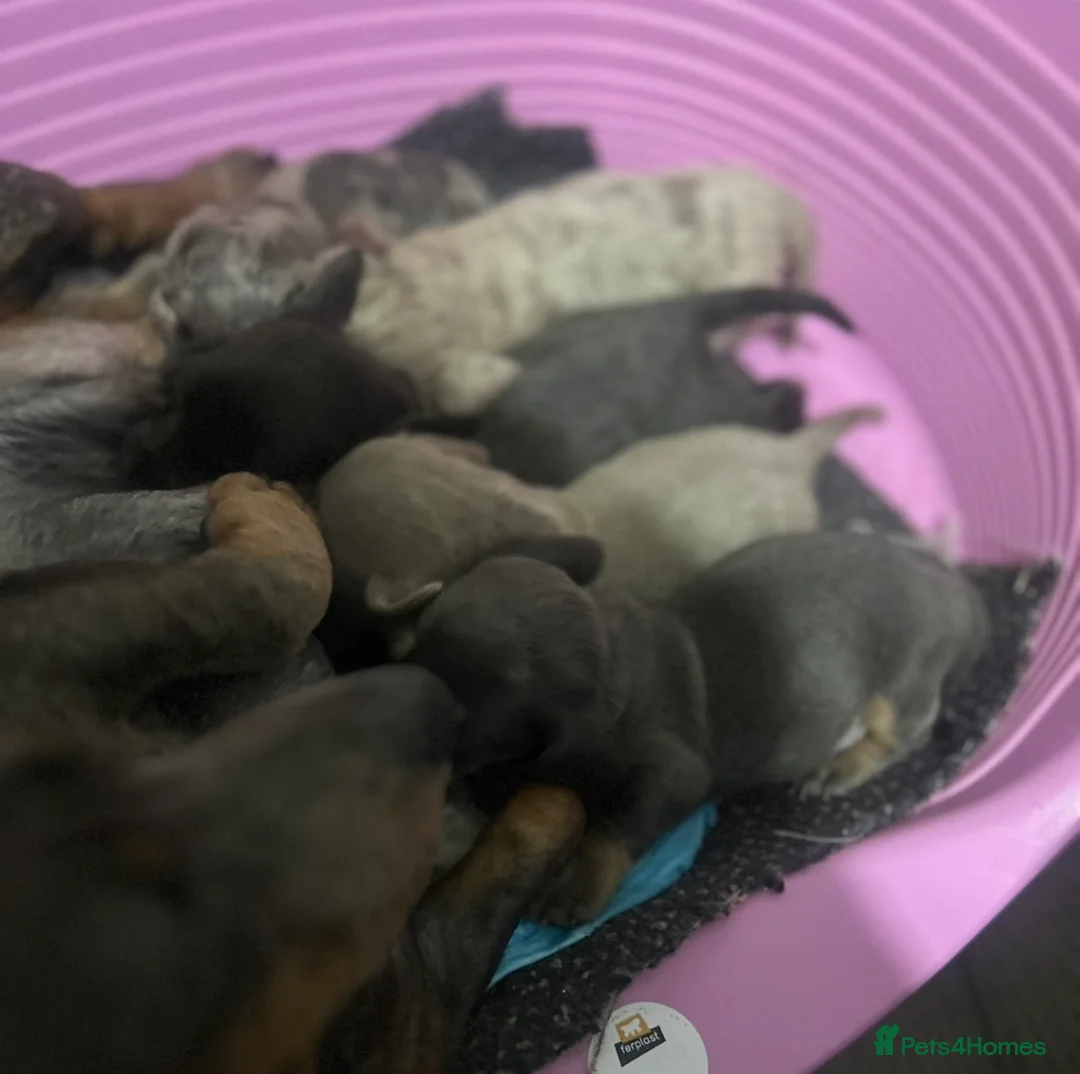 Dachshund dogs for sale: Dachshund puppies - Advert 1