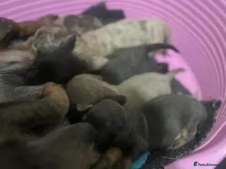 Dachshund dogs Dachshund puppies - Advert 14