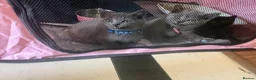 British Shorthair cats for sale: British Shorthair kittens  - Advert 10