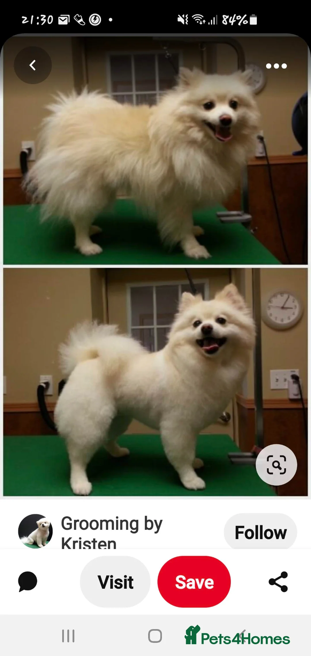 Maltipom dogs for stud: ***STUD ONLY*** in Sittingbourne - Advert 5