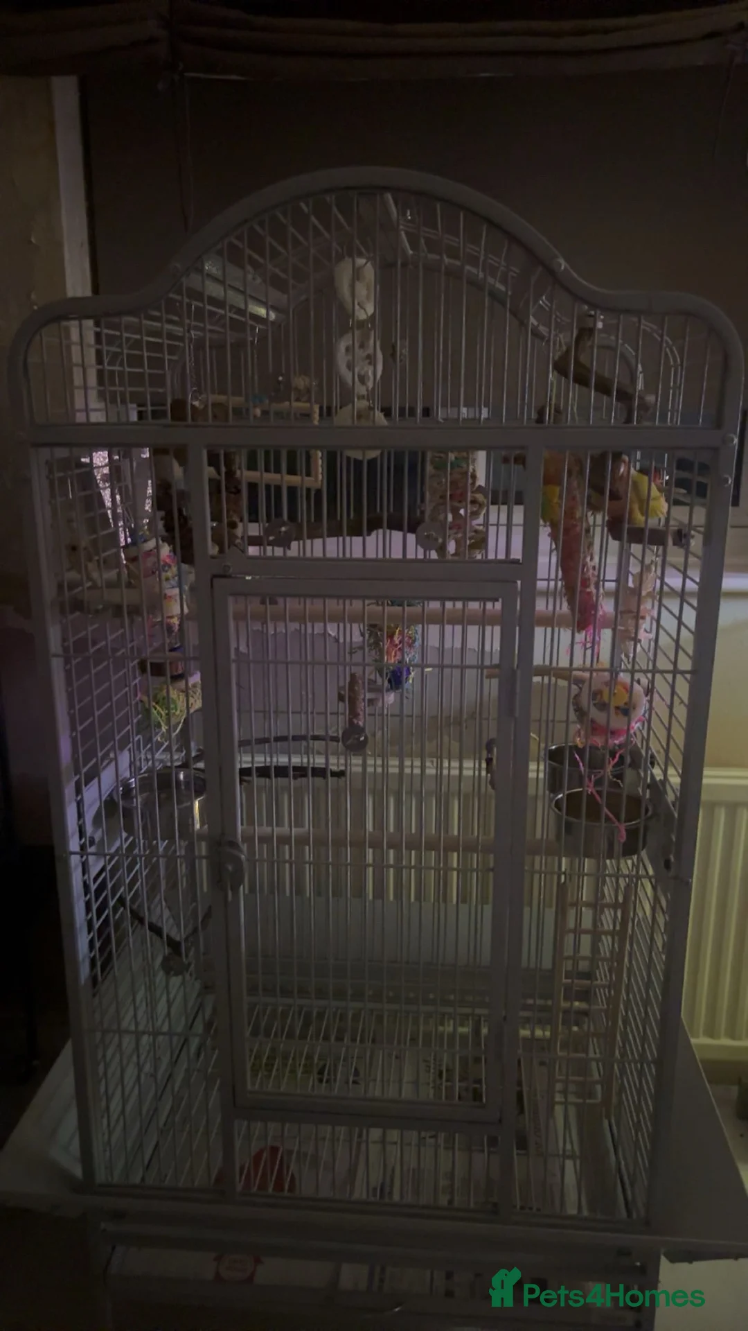 Conures birds for sale: 2 beautiful gccs looking for a new home - Advert 17