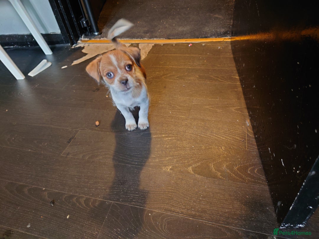 Mixed Breed dogs for sale: Female puppy for sale  - Image 4