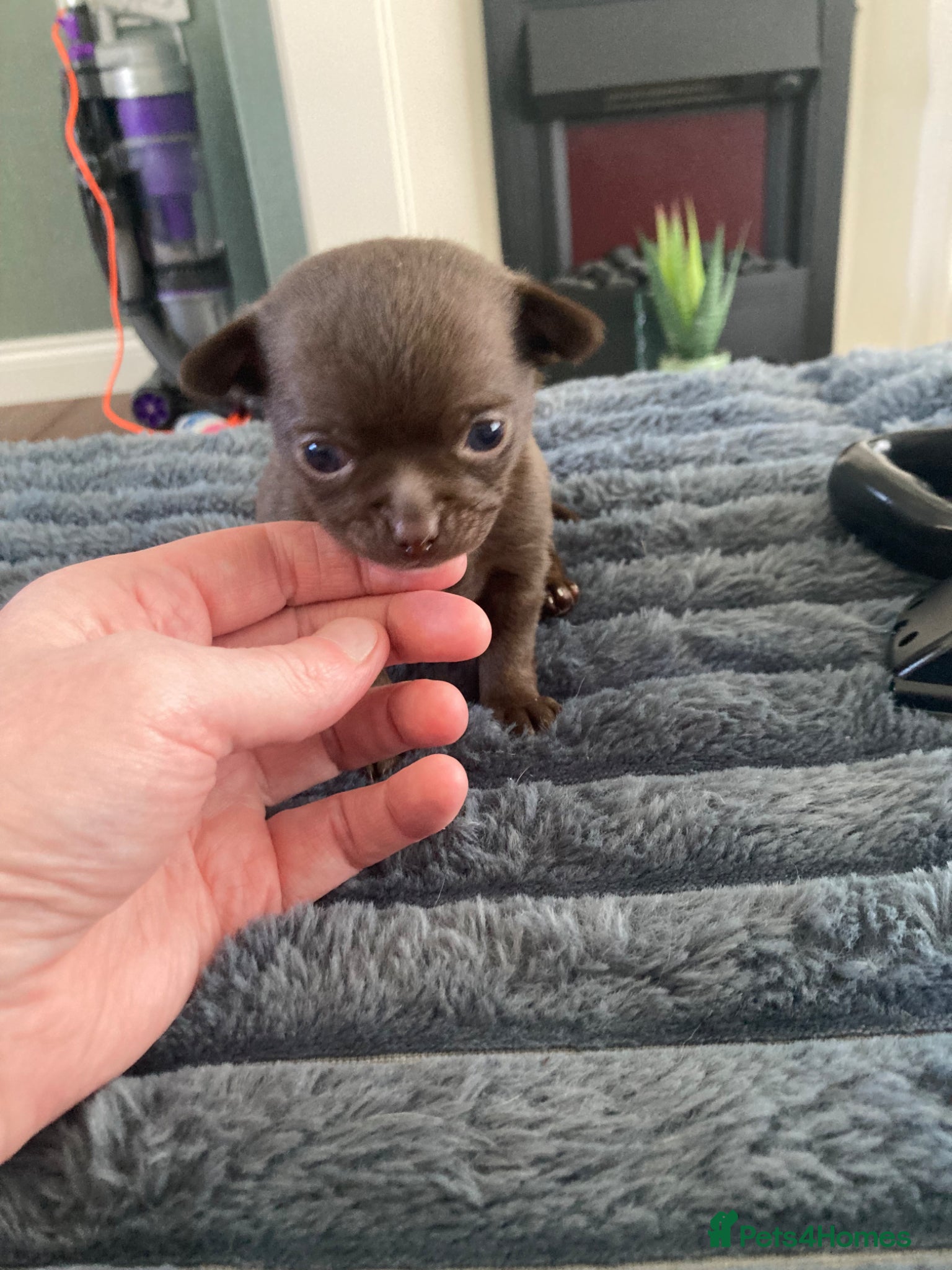 Chihuahua dogs Beautiful male chocolate chihuahua puppy - Advert 15