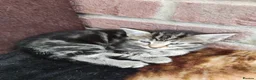 Domestic Shorthair cats for sale: 4 little kittens are looking for a family in Norwich - Advert 7