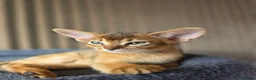 Abyssinian cats for sale: Beautiful Abyssinian Kitten  - Advert 21