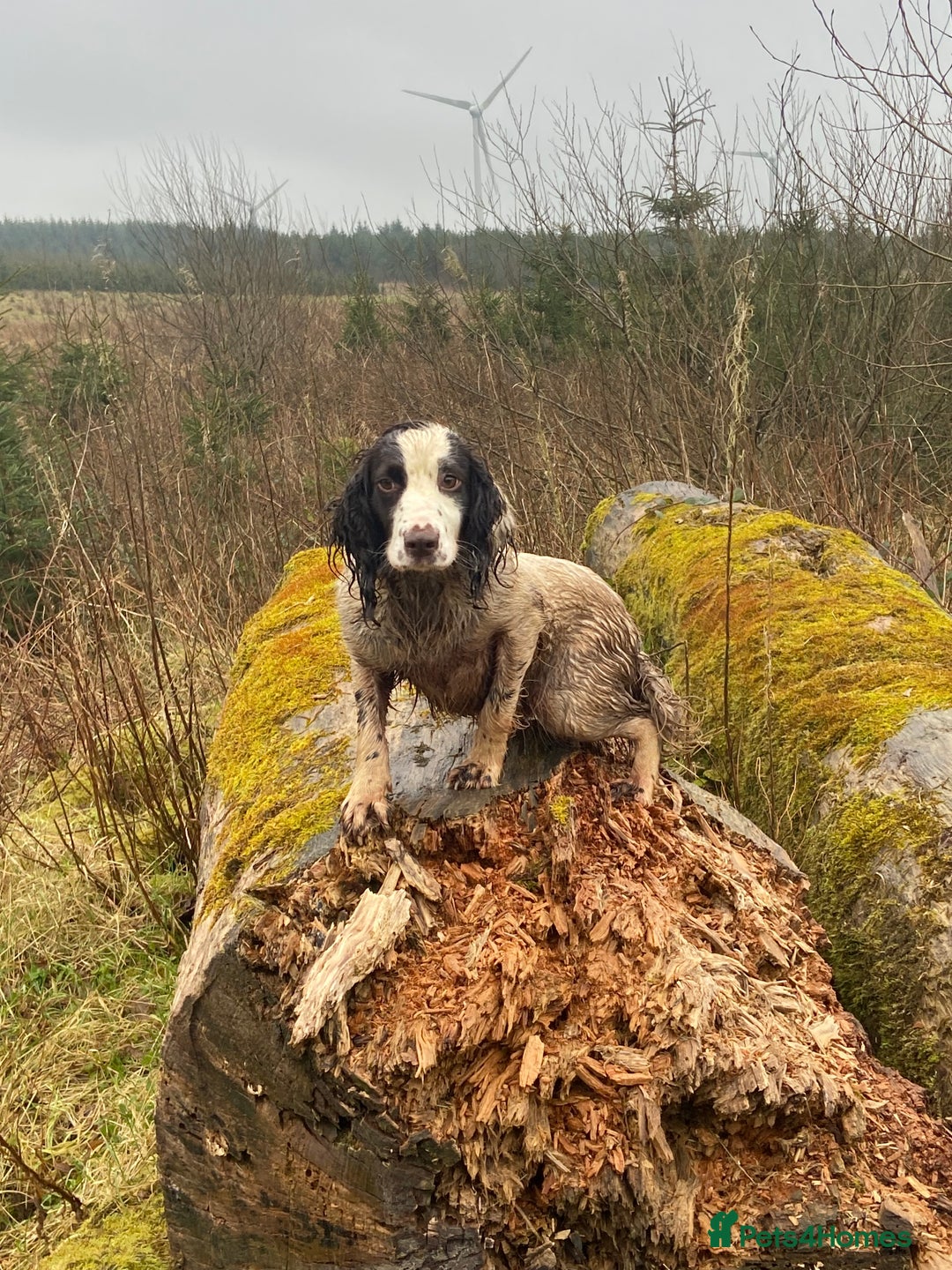 English Springer Spaniel dogs for sale: English springer pups - Image 8