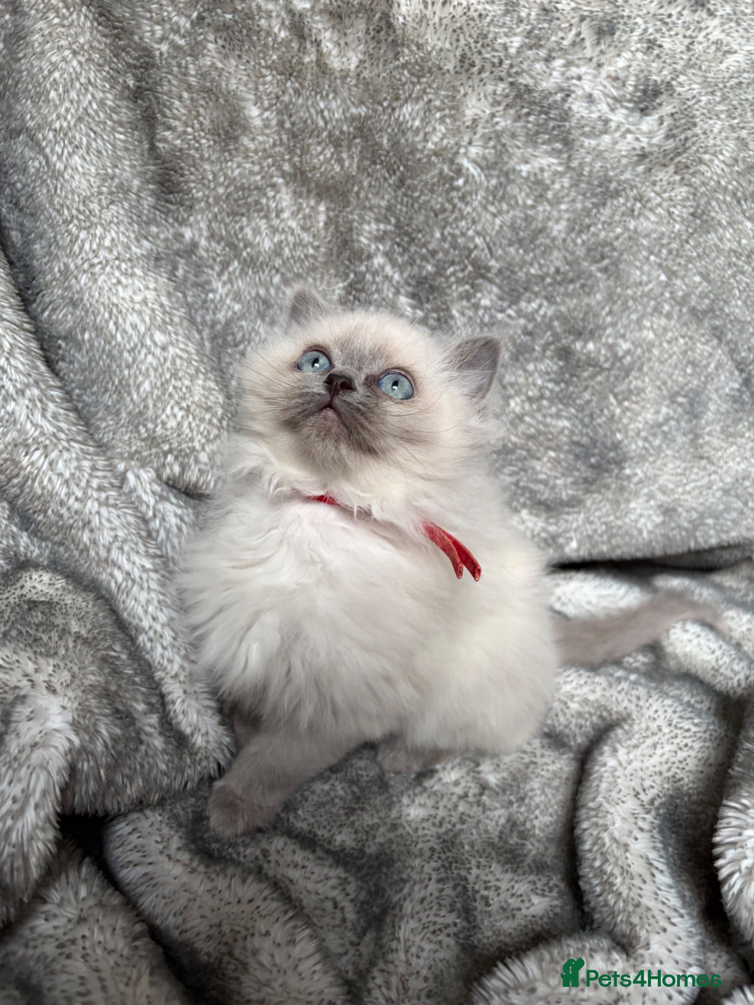 Ragdoll cats Gccf Luxury Seal Lynx Point Ragdoll Kittens  - Advert 5