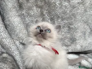 Ragdoll cats Gccf Luxury Seal Lynx Point Ragdoll Kittens - Advert 5