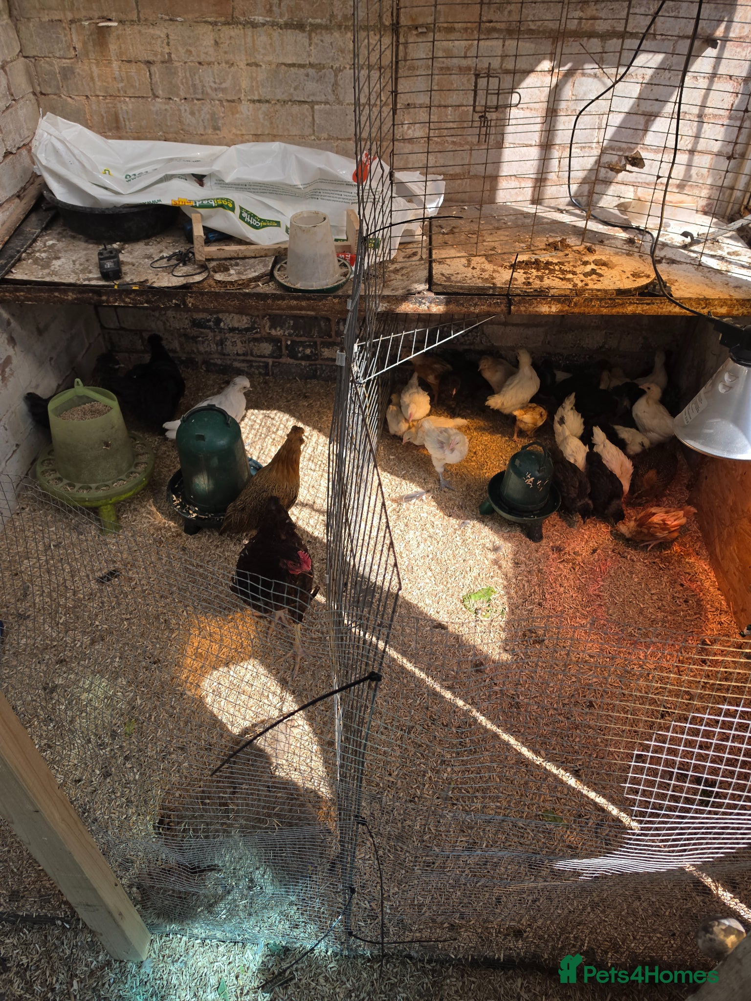 Mixed Breed poultry Mixed pullets for sale - Advert 2