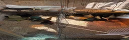 Mixed Breed poultry for sale: Mixed pullets for sale - Advert 2