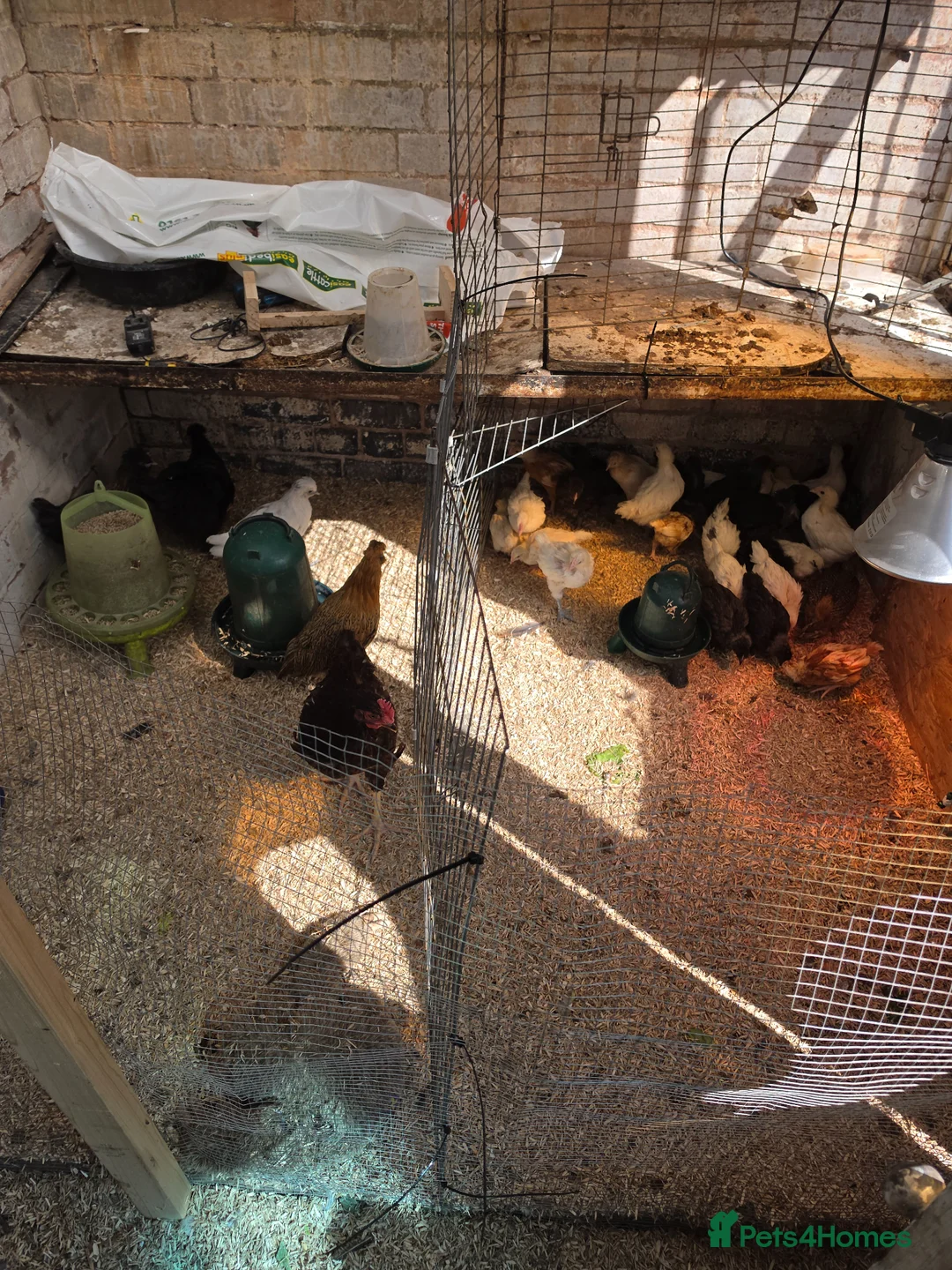 Mixed Breed poultry for sale: Mixed pullets for sale - Advert 2