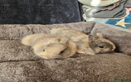 Netherland Dwarf rabbits for sale: Harlequin Netherland Dwarf boys - Advert 2