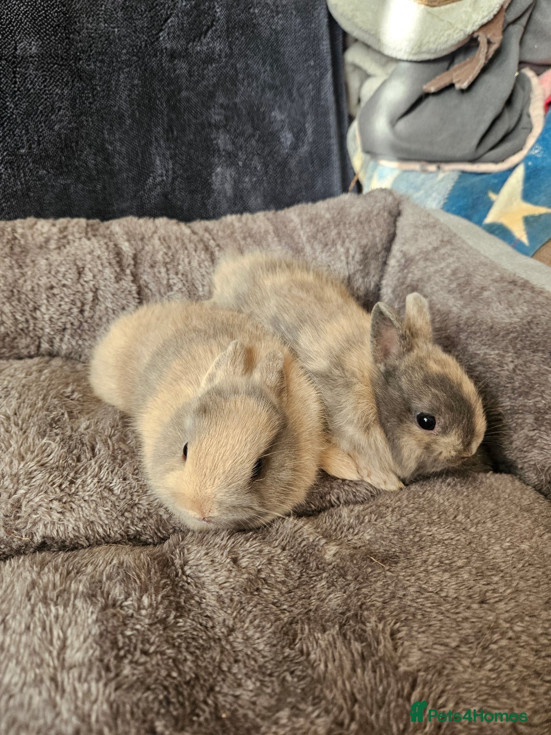 Netherland Dwarf rabbits for sale: Harlequin Netherland Dwarf boys - Advert 2