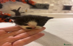 Mixed Breed cats for sale: Mixed British shorthair kittens! 🐈‍⬛  - Image 15