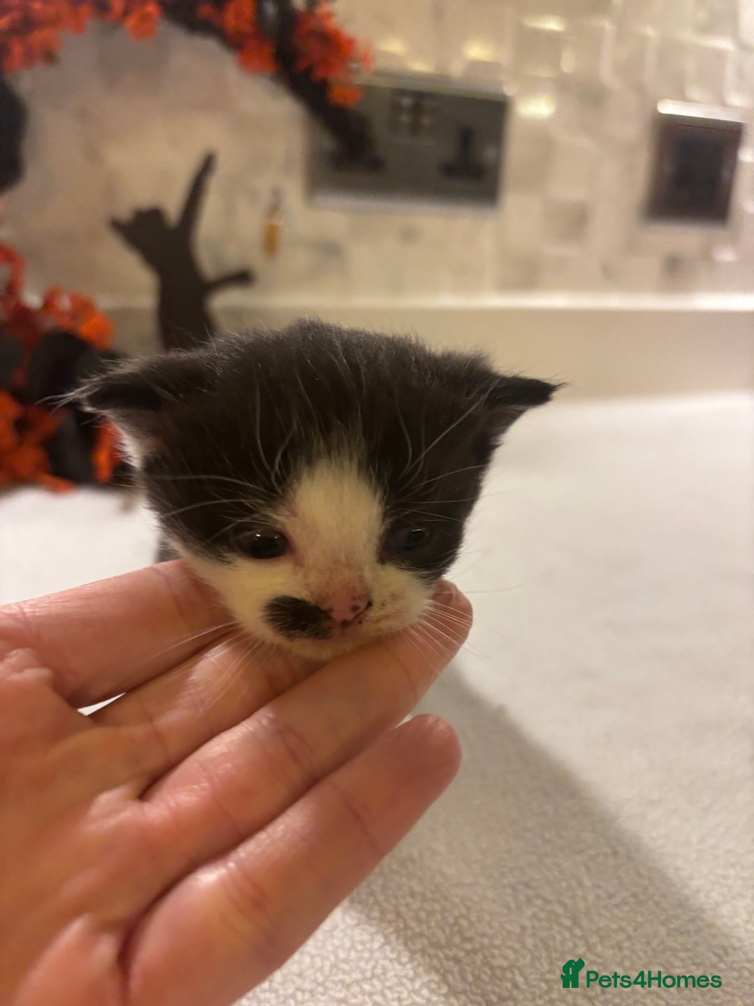 Mixed Breed cats for sale: Mixed British shorthair kittens! 🐈‍⬛  - Image 15