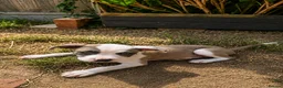 Mixed Breed dogs for sale: Loving Staffy x American Bulldog Pups - Ready Now  - Advert 11