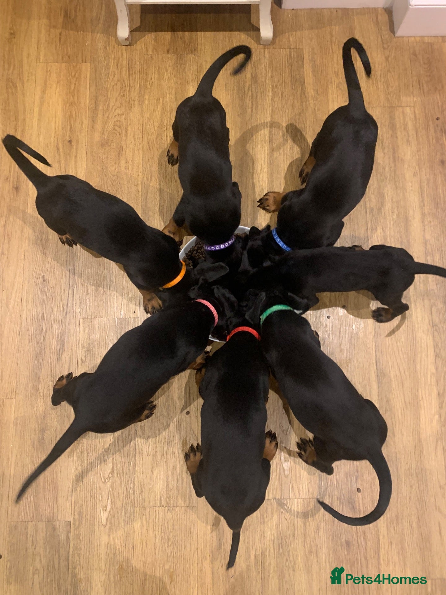 Dobermann dogs KC Registered big and strong Doberman puppies!! - Advert 2
