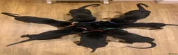Dobermann dogs for sale: KC Registered big and strong Doberman puppies!! - Advert 2