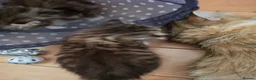 Siberian cats for sale: Pure gorgeous Siberian Kittens  - Advert 15