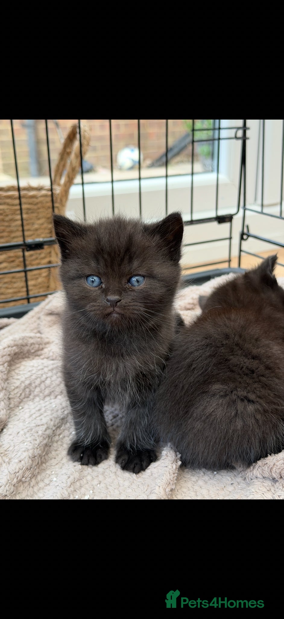 Mixed Breed cats Half British short hair kittens  - Advert 8