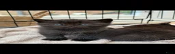 Mixed Breed cats for sale: Half British short hair kittens  in Luton - Advert 4