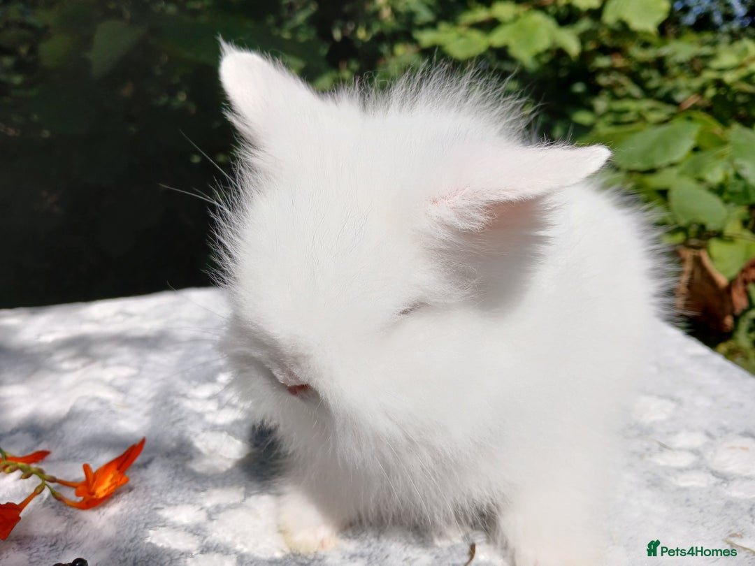 Lionhead rabbits for sale: Stunning DM Lionhead baby rabbits  - Image 12