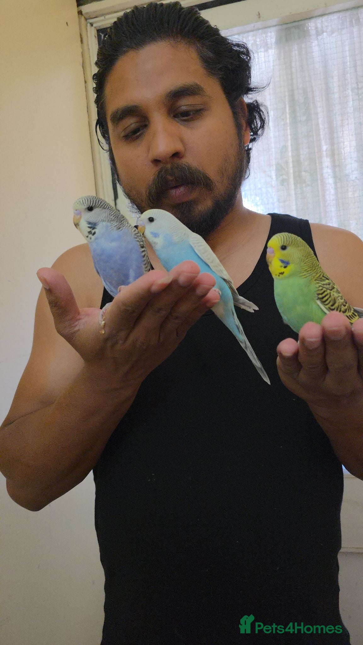 Budgerigars birds Silly hand tamed baby budgies for sale  - Advert 22