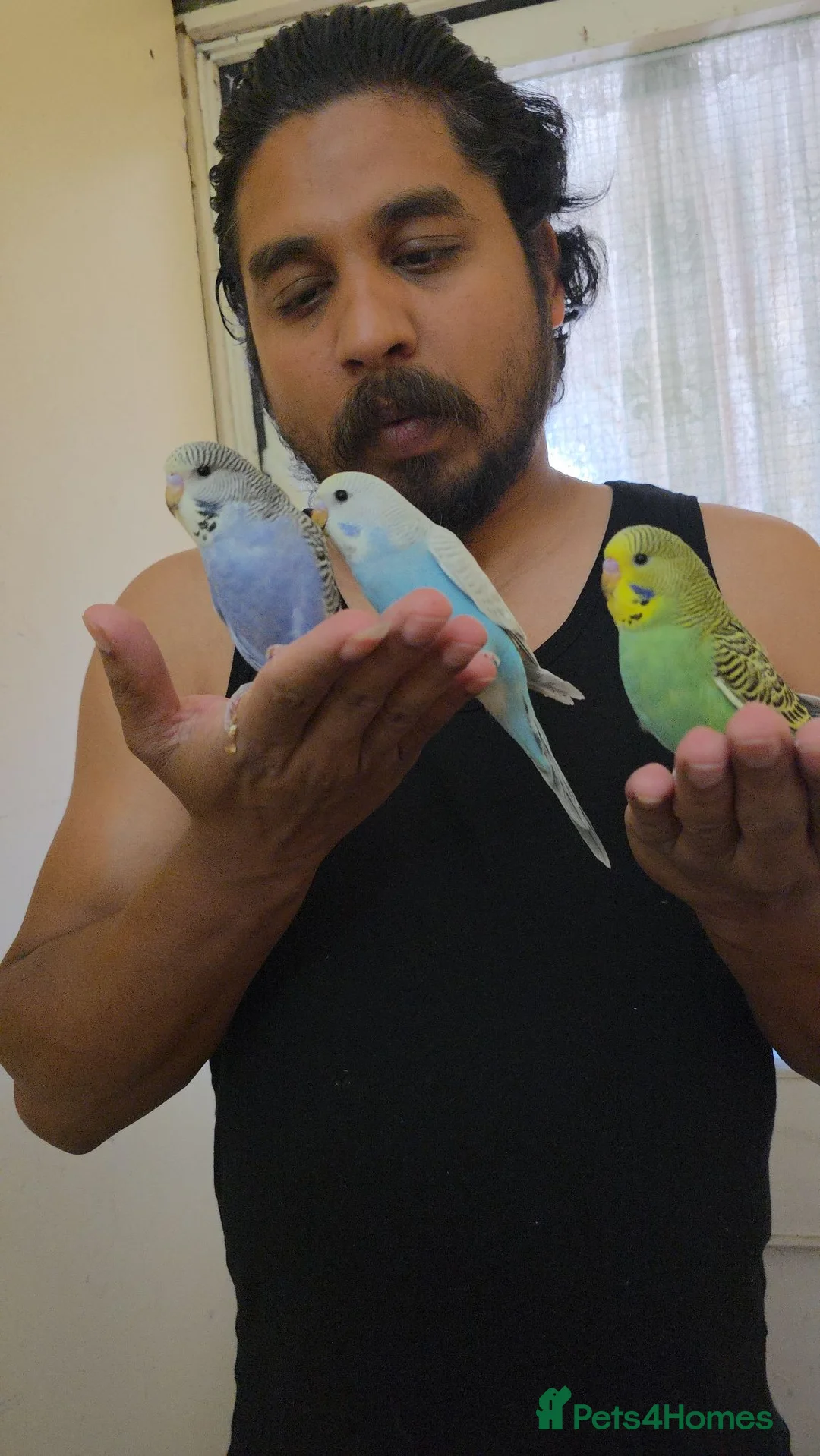 Budgerigars birds for sale: Silly hand tamed baby budgies for sale  - Advert 1
