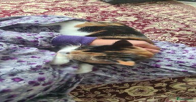 Mixed Breed cats - Advert 15