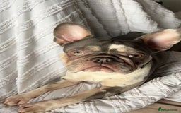 French Bulldog dogs for sale: French bulldog age 2  - Image 3