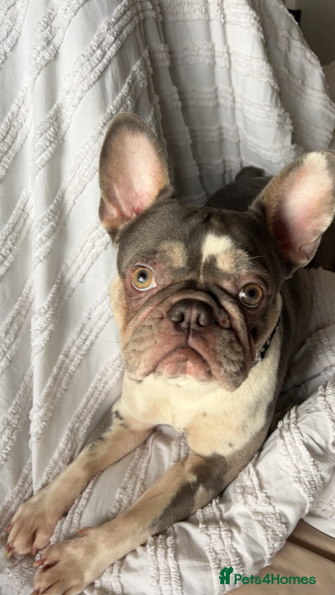 French Bulldog dogs for sale: French bulldog age 2  - Image 3