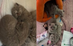 British Shorthair cats for sale: GCCF British Shorthair Kittens – Champion Lines - Image 1