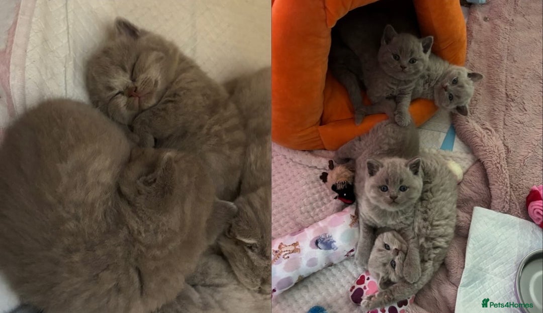 British Shorthair cats for sale: GCCF British Shorthair Kittens – Champion Lines - Image 1