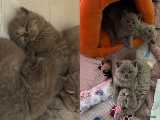 British Shorthair cats - Advert 3